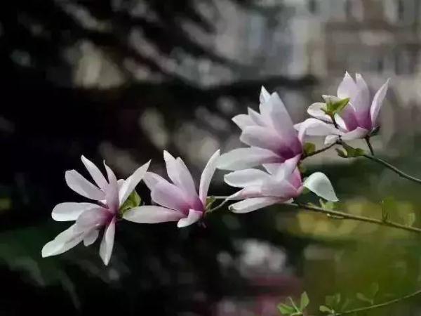 天津今年第一波花开了！赏花指南→