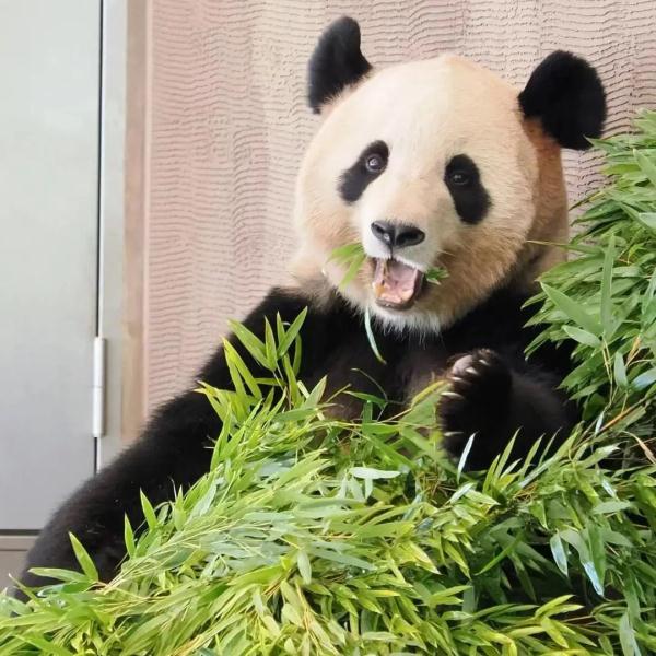 欢迎！它带着双胞胎女儿回家啦！