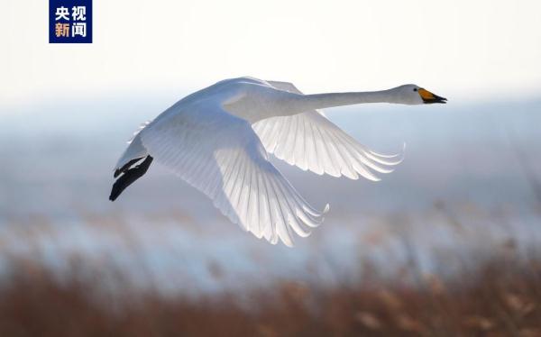 “七九河开，八九雁来”，看，它们来了！