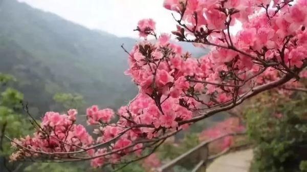 天津今年第一波花开了！赏花指南→