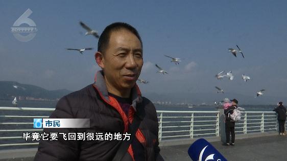 奶奶！放开我……滇池大坝又上演伤鸥举动