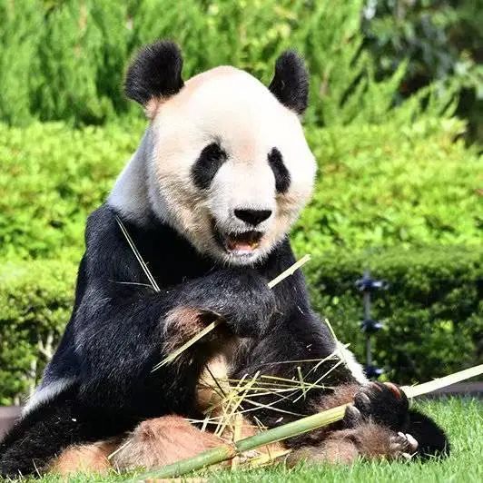 欢迎！它带着双胞胎女儿回家啦！