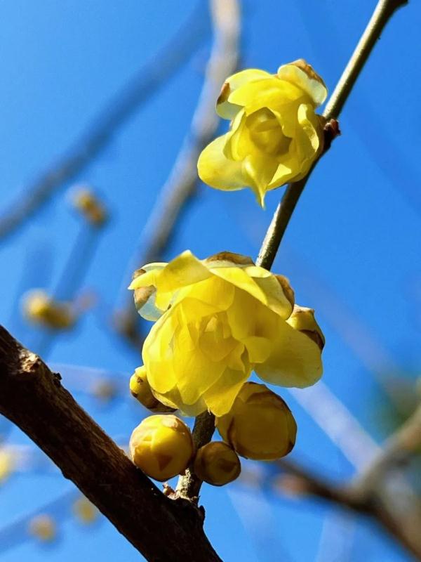 幽香浮动！邂逅第一抹春色，赏花地图——