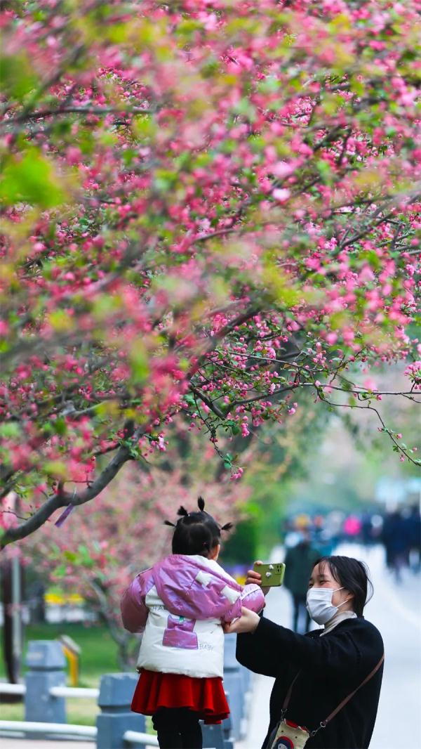 郑州即将进入“花季”！