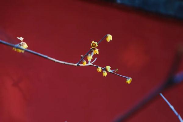 幽香浮动！邂逅第一抹春色，赏花地图——