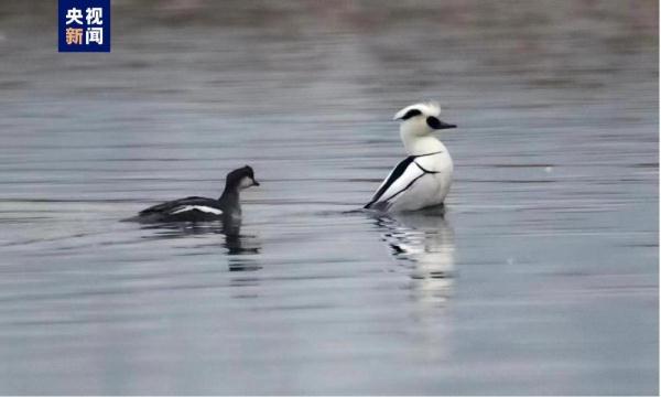 “七九河开，八九雁来”，看，它们来了！