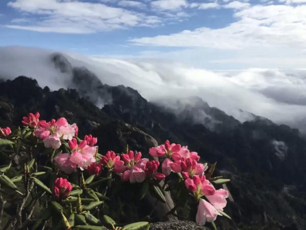 欢迎来到花花世界！这份广元春日赏花手绘地图请收藏