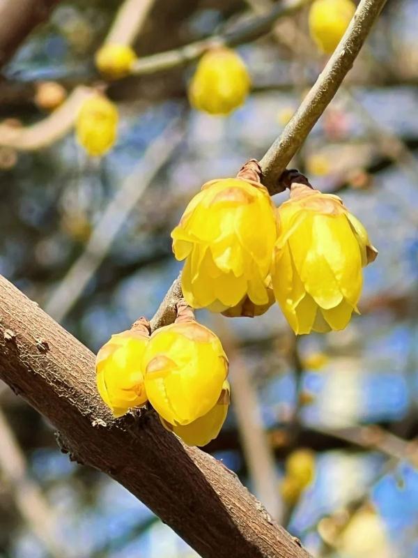 幽香浮动！邂逅第一抹春色，赏花地图——
