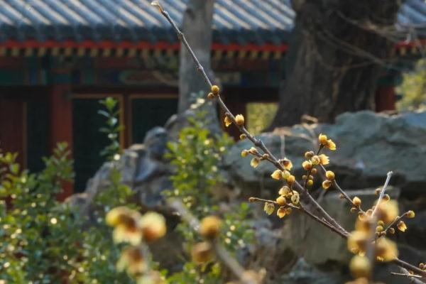 幽香浮动！邂逅第一抹春色，赏花地图——