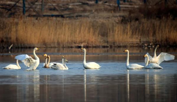 拍客 | 天鹅翩跹舞滹沱