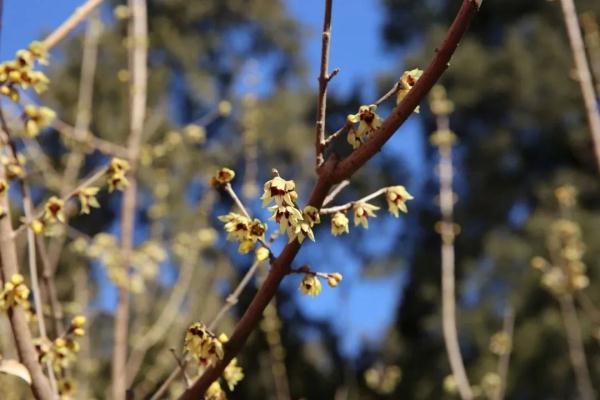 幽香浮动！邂逅第一抹春色，赏花地图——