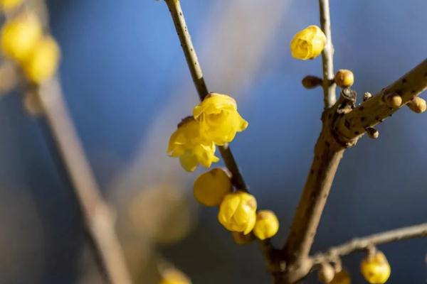 幽香浮动！邂逅第一抹春色，赏花地图——