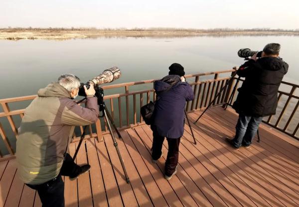 拍客 | 天鹅翩跹舞滹沱