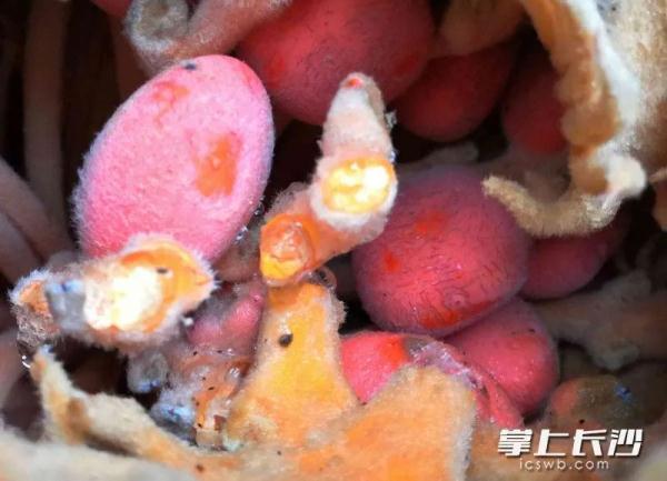 这个像芒果的东西别吃！长沙6岁女孩吃了一颗，结果......