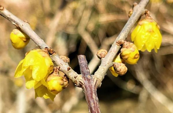 幽香浮动！邂逅第一抹春色，赏花地图——