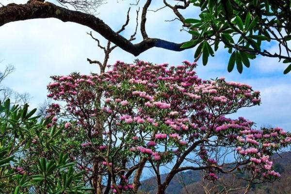 欢迎来到花花世界！这份广元春日赏花手绘地图请收藏