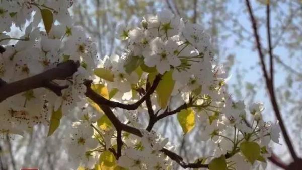 天津今年第一波花开了！赏花指南→