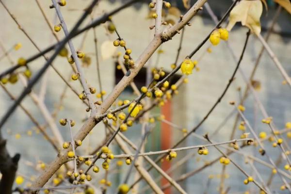 幽香浮动！邂逅第一抹春色，赏花地图——