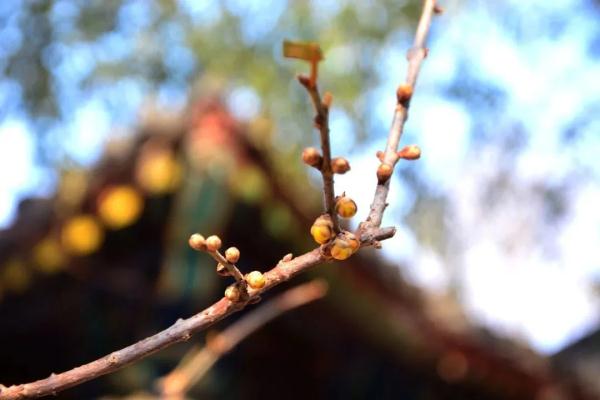 幽香浮动！邂逅第一抹春色，赏花地图——