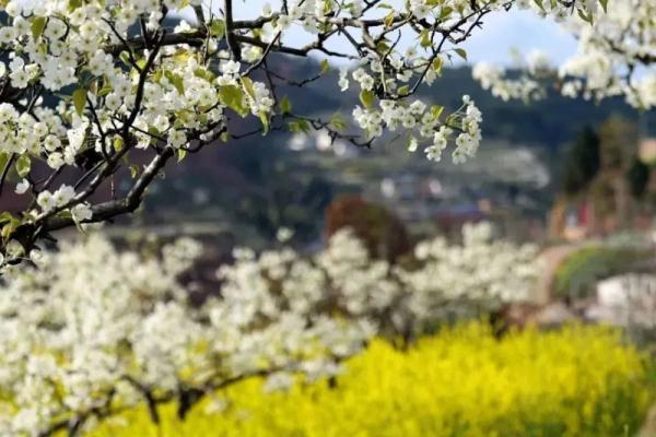 欢迎来到花花世界！这份广元春日赏花手绘地图请收藏