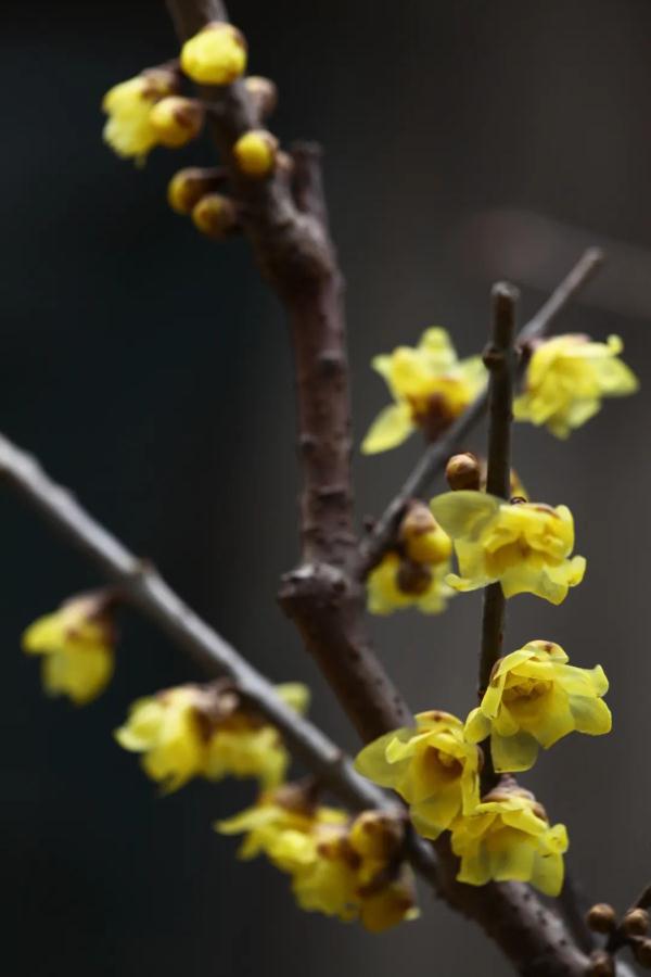幽香浮动！邂逅第一抹春色，赏花地图——