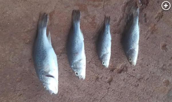 活久见!这里下雨了,下的竟然是… 活久见!这里下雨了,下的竟然是…