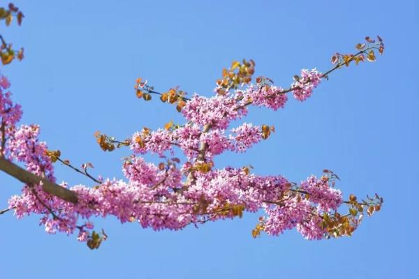 欢迎来到花花世界！这份广元春日赏花手绘地图请收藏