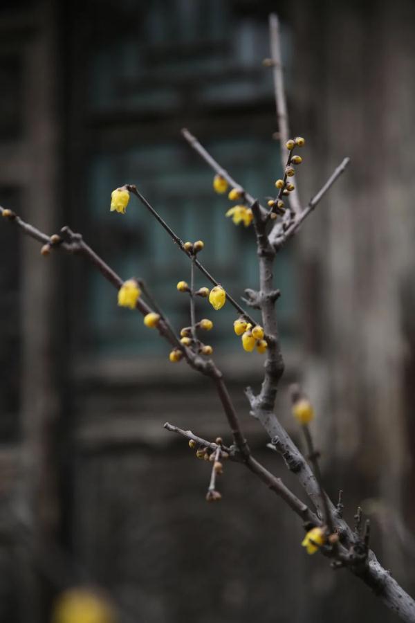 幽香浮动！邂逅第一抹春色，赏花地图——