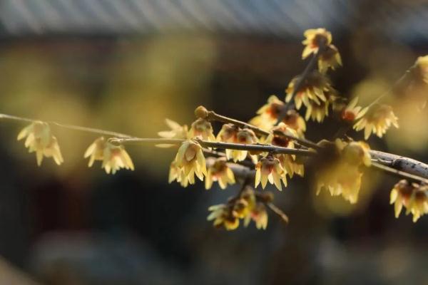 幽香浮动！邂逅第一抹春色，赏花地图——