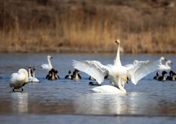 拍客 | 天鹅翩跹舞滹沱