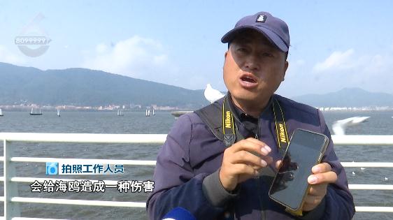奶奶！放开我……滇池大坝又上演伤鸥举动