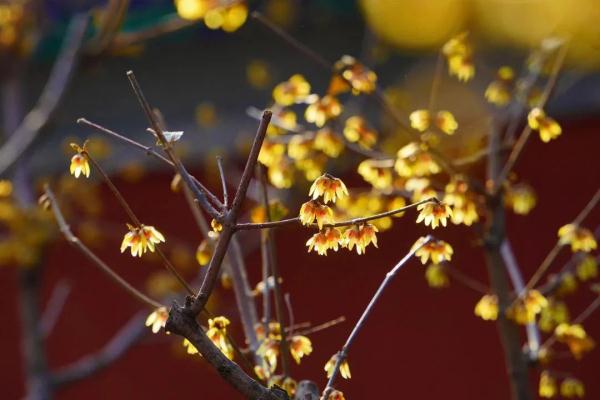 幽香浮动！邂逅第一抹春色，赏花地图——