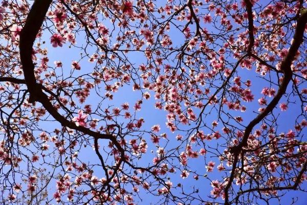 欢迎来到花花世界！这份广元春日赏花手绘地图请收藏