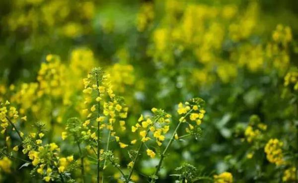 天津今年第一波花开了！赏花指南→