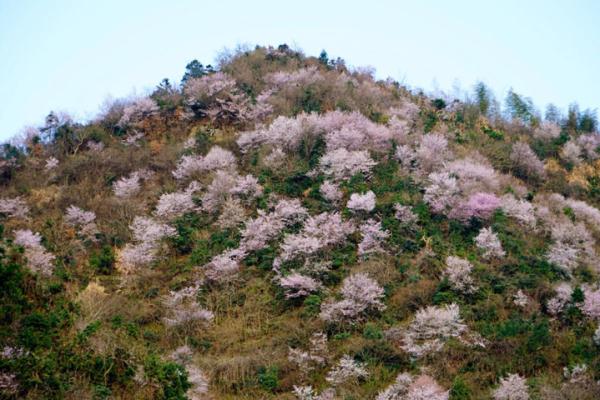 欢迎来到花花世界！这份广元春日赏花手绘地图请收藏