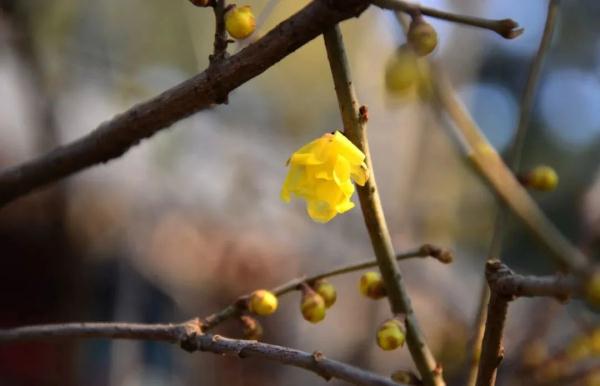 幽香浮动！邂逅第一抹春色，赏花地图——