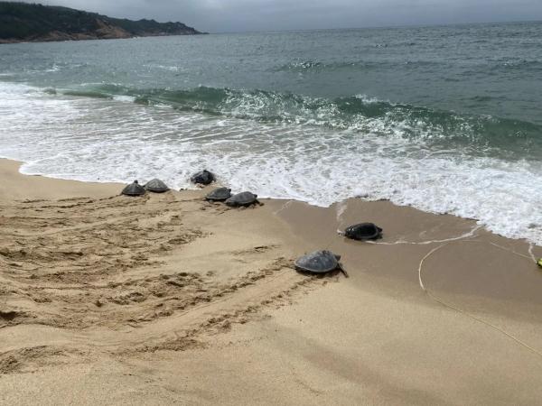“湾得福”!海龟为何独爱这一湾? “湾得福”!海龟为何独爱这一湾?