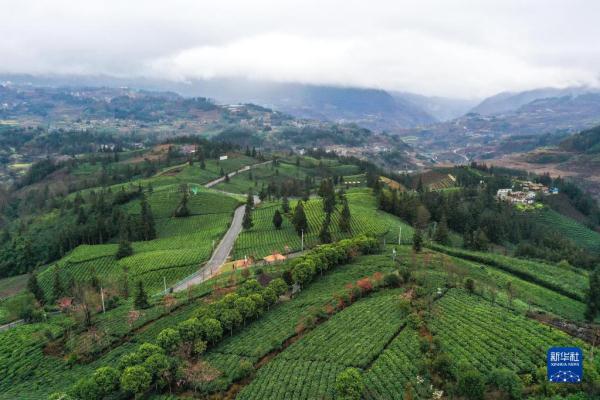 一片茶叶背后的乡村振兴之路