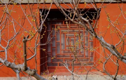 卧佛寺红墙腊梅进入盛花期