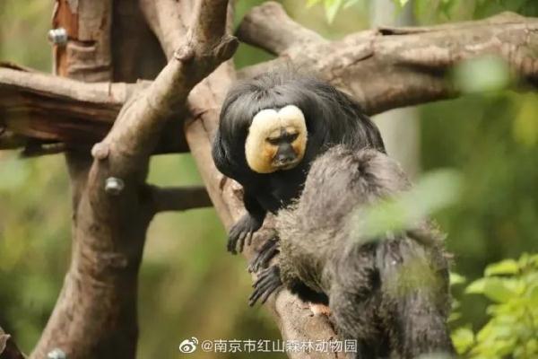 这猴,"长相炸裂"… 这猴,"长相炸裂"…