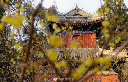 卧佛寺红墙腊梅进入盛花期