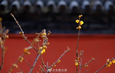 卧佛寺红墙腊梅进入盛花期