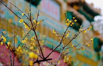 卧佛寺红墙腊梅进入盛花期