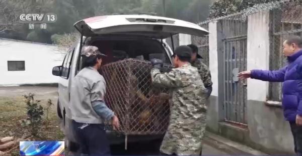 珍贵濒危野生动物被贩卖 四川警方斩断一条野生动物交易链 珍贵濒危野生动物被贩卖 四川警方斩断一条野生动物交易链