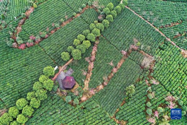 一片茶叶背后的乡村振兴之路