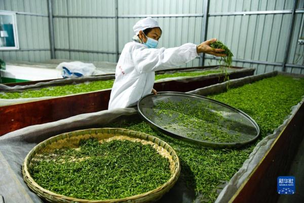 一片茶叶背后的乡村振兴之路