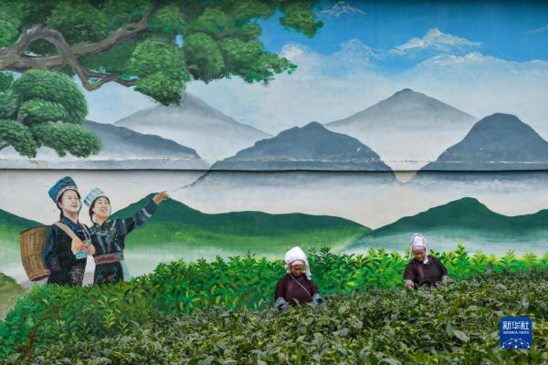 一片茶叶背后的乡村振兴之路