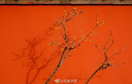 卧佛寺红墙腊梅进入盛花期