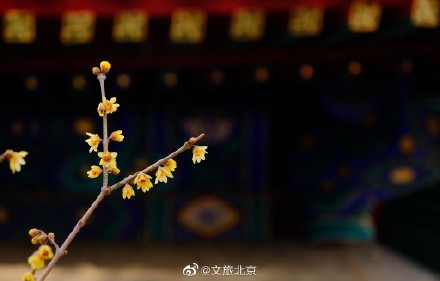卧佛寺红墙腊梅进入盛花期