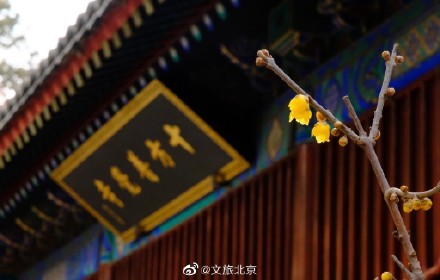 卧佛寺红墙腊梅进入盛花期